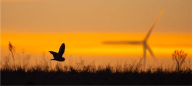 Photo de l'article : Des mesures de compensation écologique qui favorisent la biodiversité