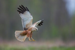 Photo de l'article : Opvolging van de doeltreffendheid van de bestaande compenserende maatregelen